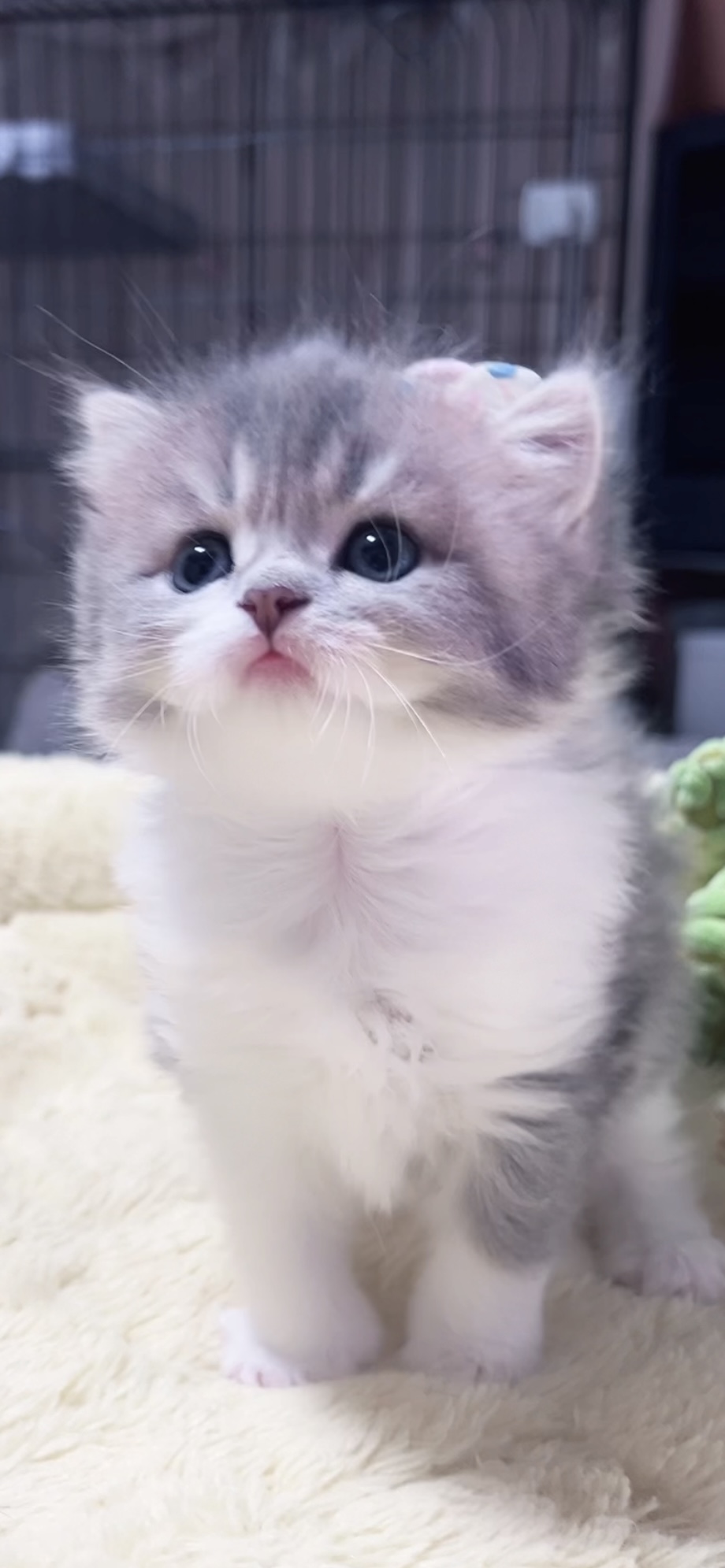 スコティッシュフォールド(立ち耳)の子猫 女の子 販売中 - 画像 (2)