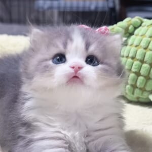 ｽｺﾃｨｯｼｭﾌｫｰﾙﾄﾞ(立ち耳)の子猫 　女の子　販売中